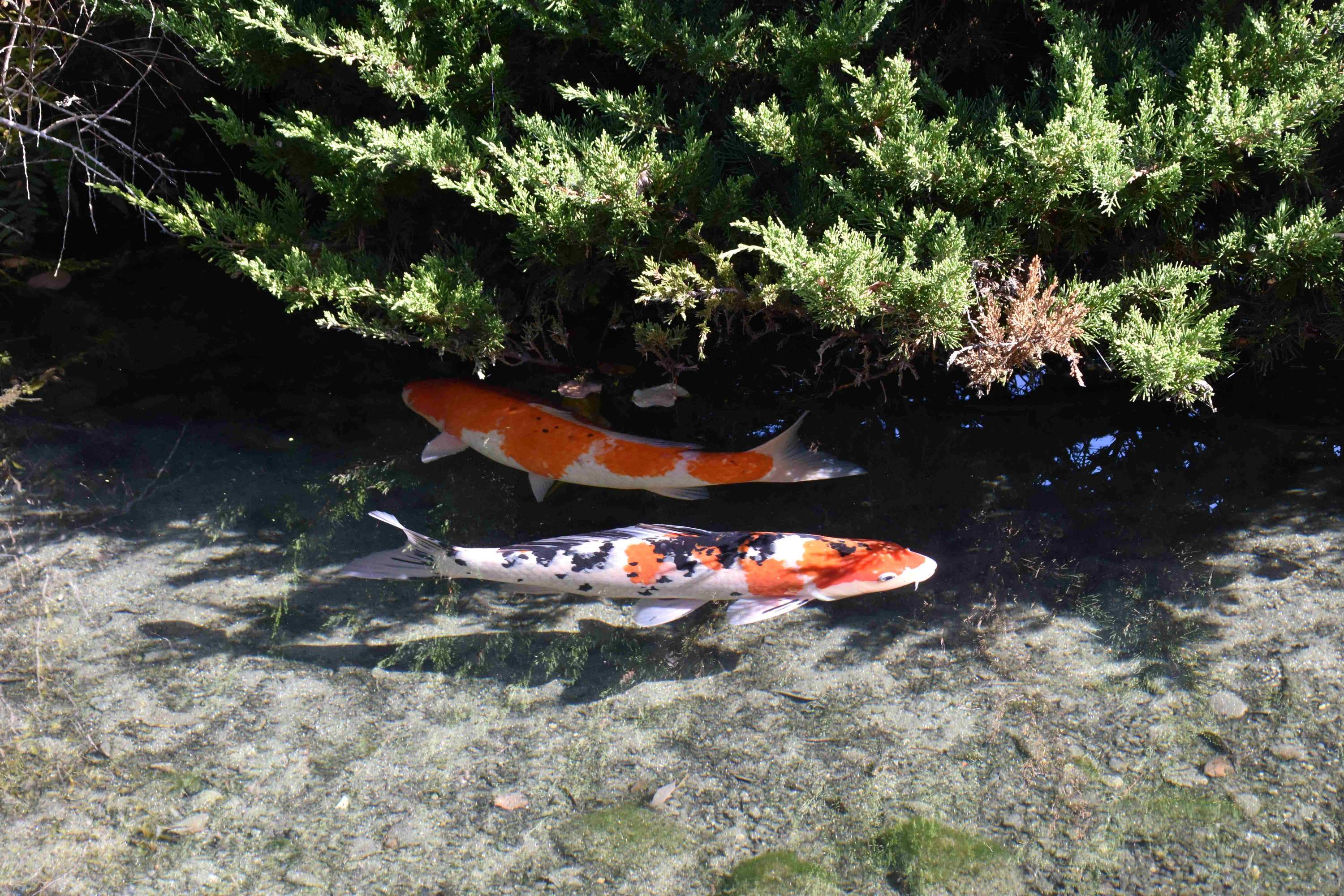 入口の清流には錦鯉